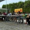 Desarollo olfattivo 2016